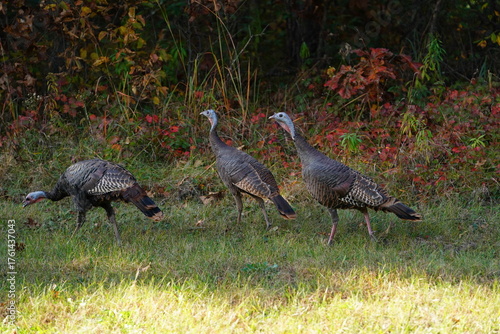 Many Turkeys are out wandering around looking for food during the Fall Autumn season.
