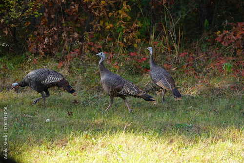 Many Turkeys are out wandering around looking for food during the Fall Autumn season.