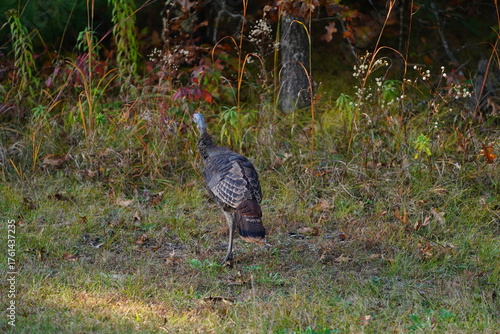 Many Turkeys are out wandering around looking for food during the Fall Autumn season.