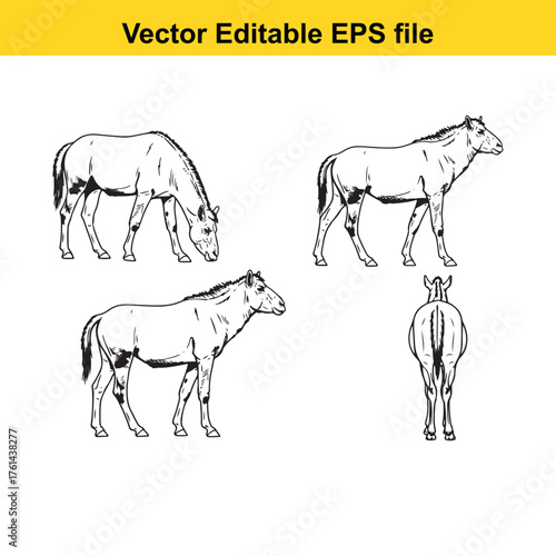 Vector art of set of four black and white illustrations of a horse in different poses