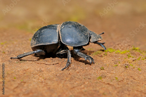 A rare flightless dung beetle (Circellium bacchus), Addo Elephant National Park, South Africa