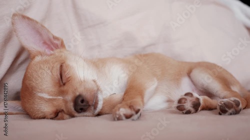 Chihuahua Puppy Sleeping Peacefully
