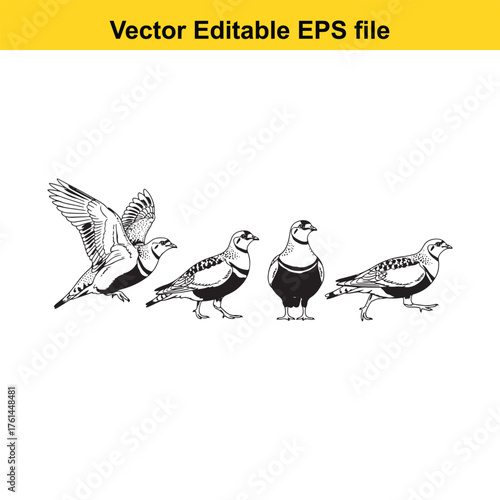 Vector art of collection of four pigeons in different poses, including one in flight
