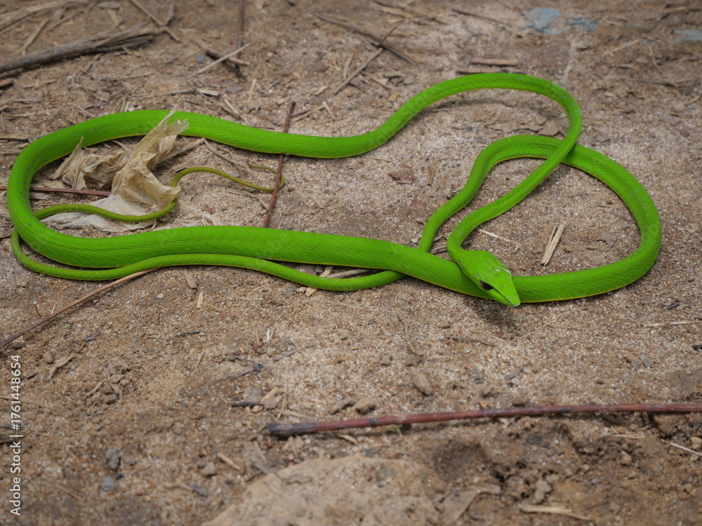 Obraz premium The Oriental Whipsnake is a slender, green arboreal snake known for speed, agility, and camouflage.