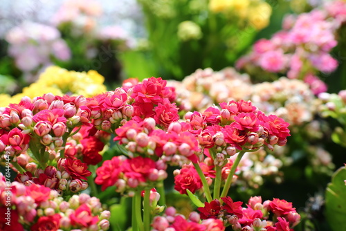Kalanchoe blossfeldiana is a genus of flowering plants in the family Rosaceae.