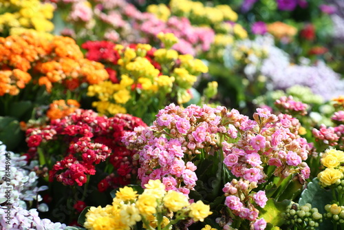 Colorful flowers in the park at the KL Park Festival 2026 event, Titwangsa, Malaysia.