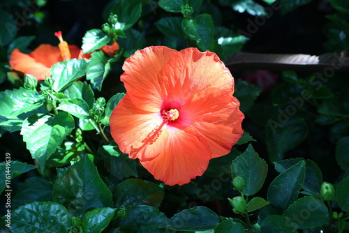 Hibiscus flower in the garden. (Hibiscus rosa sinensis)