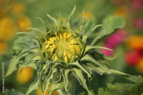 Sunflower in the field, close-up of a sunflower