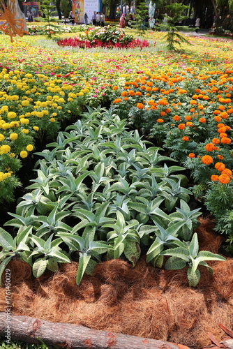 Beautiful flowers in the garden, closeup photo. Nature background