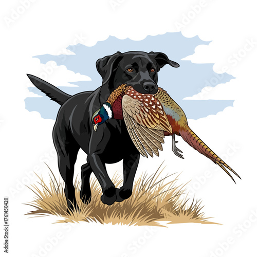 Black Labrador Retriever running with a retrieved pheasant in its mouth across a field