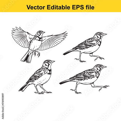 Vector art of set of four detailed black and white illustrations of a lark bird in various poses, isolated on a