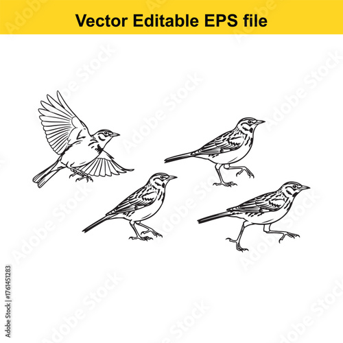 Vector art of set of four detailed black and white illustrations of a lark bird in various poses, isolated on a
