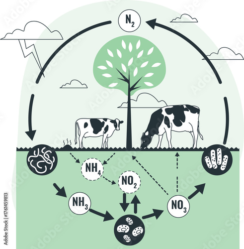 Nitrogen cycle illustration showing cows, trees, bacteria and atmospheric nitrogen conversion vector