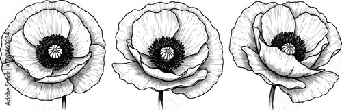 Vector art of three detailed black and white illustrations of a poppy flower in different angles