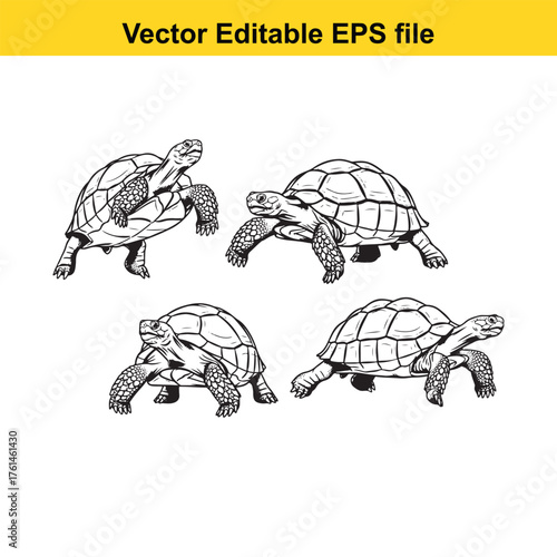 Vector art of a collection of four distinct line art drawings of tortoises in different walking stances, isolated on white