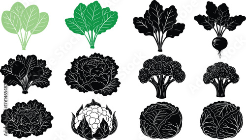 Vector illustration of various vegetables cabbage and broccoli