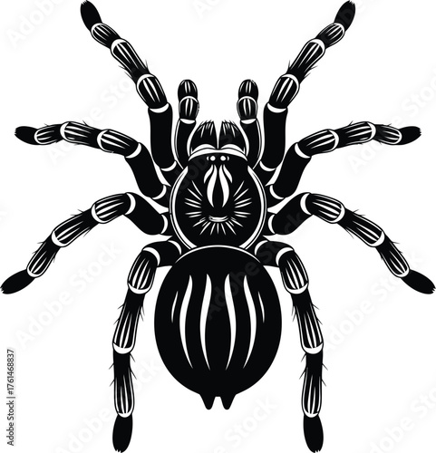 A black and white illustration of a tarantula on a white background