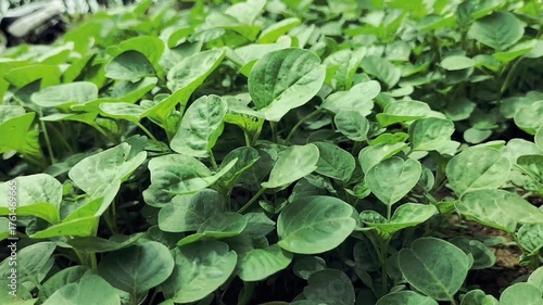 Wallpaper Mural Selective focus. Growing green spinach in the greenhouse.
 Torontodigital.ca