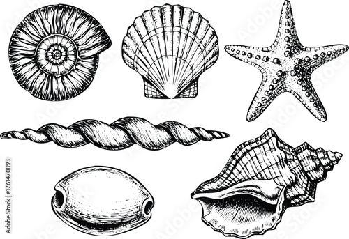 Collection of vintage sea shells and starfish sketch vector Engraving Art Design