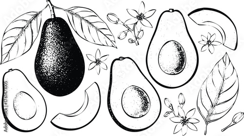 Avocado line art hand drawn sketch collection fresh healthy food vector Engraving Art Design