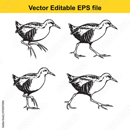 Vector art of four stylized wading birds in various poses, isolated on a, vector illustration
