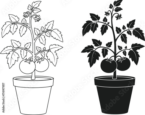Three tomato plants in pots shown in color line art and silhouette