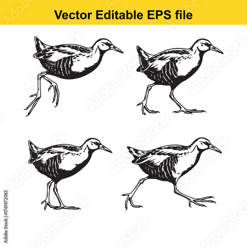 Vector art of four stylized line art illustrations of wading birds in various poses, isolated on a