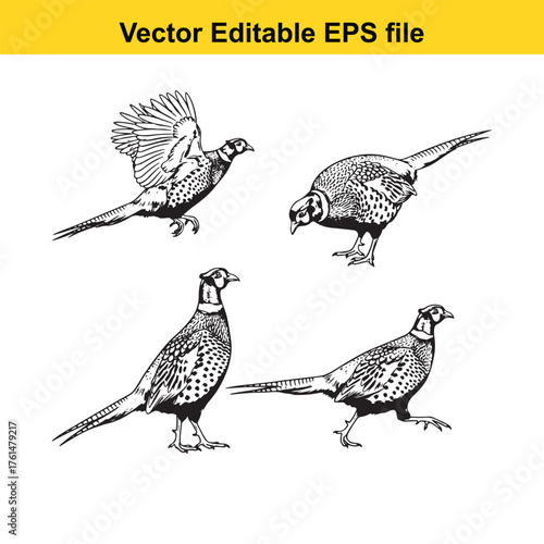 Vector art of set of four black and white illustrations of pheasants in different poses