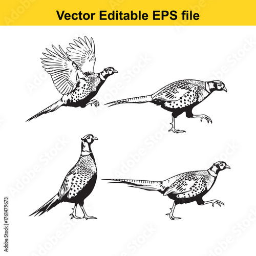 Vector art of collection of four pheasants in various poses, including flying and standing