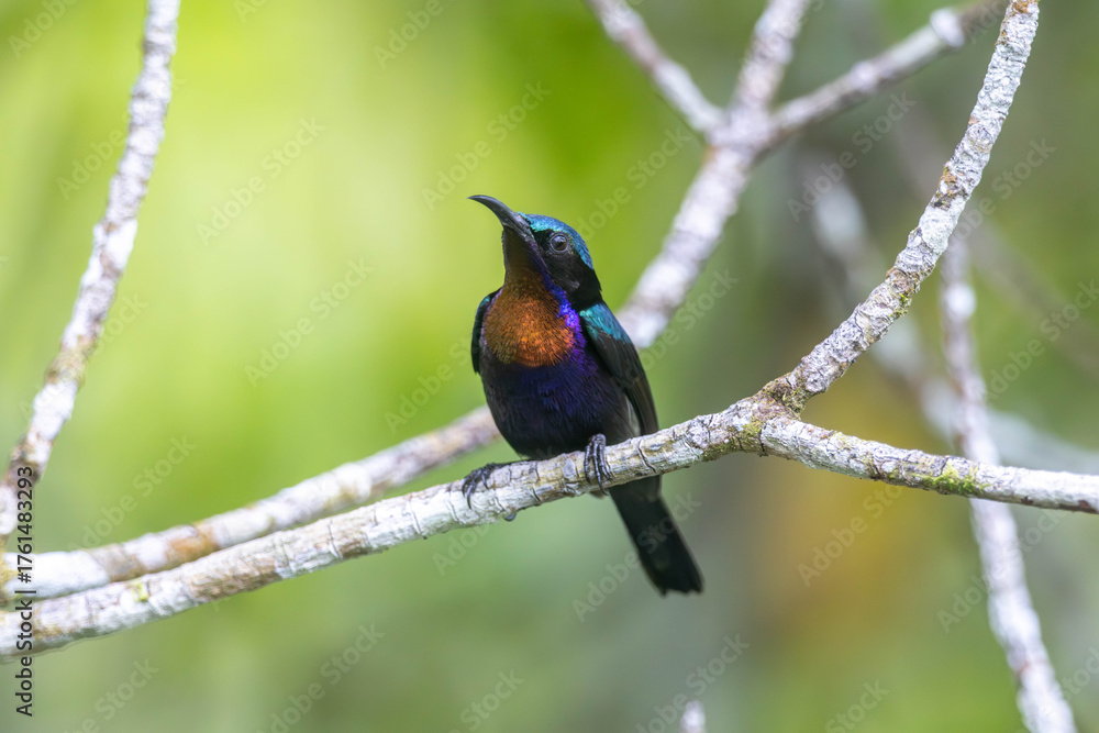 Fototapeta premium Copper-throated Sunbird, a colorful and shiny bird