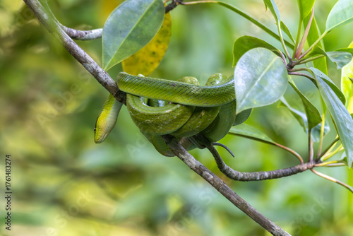 Red-tailed rat snake curled up on a mangrove tree