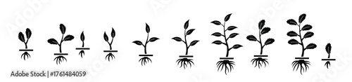 grow up plant vector