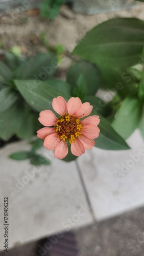pink flower on wooden background