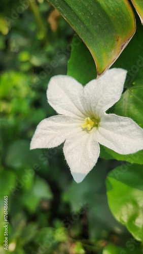 white and yellow flower