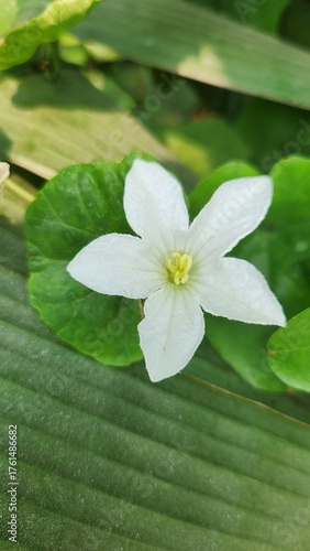 white flower in a garden with green leaf