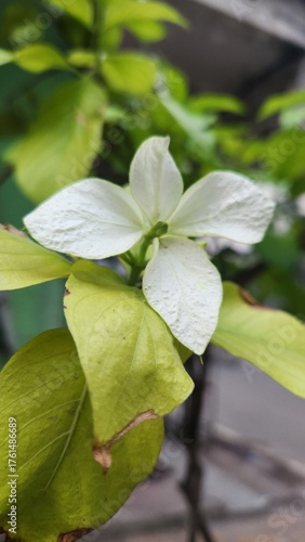 white flower in a garden