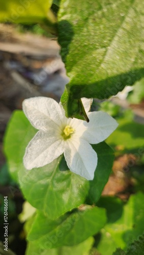 white flower in a garden