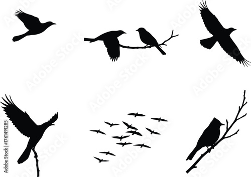 Bird silhouette illustration, flying birds, perched birds, flock movement, wings spread, branch sitting, nature wildlife, avian shapes, minimal design, black silhouettes, artistic birds, behavior pose