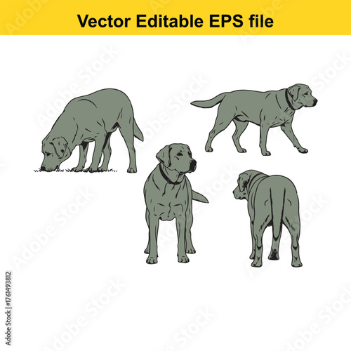 Vector art of set of four labrador retriever dogs in different poses, standing, sitting, and sniffing