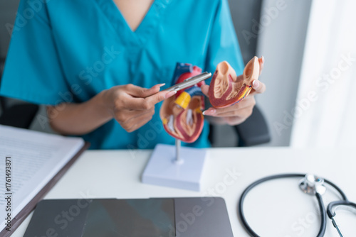 Asian woman Doctor with anatomical model of human heart Cardiologist supports the heart. heart diagnose medical checkup cardiologist