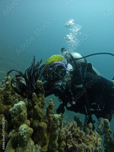 Wallpaper Mural diving on karimunjawa
 Torontodigital.ca