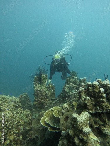 Wallpaper Mural diving on karimunjawa
 Torontodigital.ca