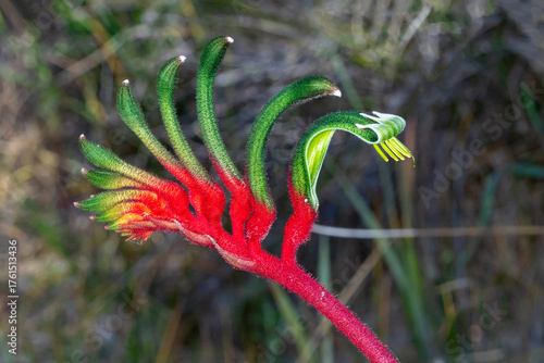 Red and Green Kangaroo Paw Flower with Curved Petals