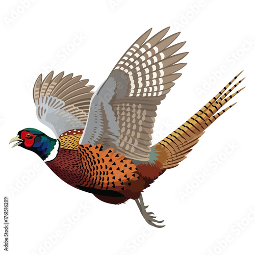 pheasant hunting illustration logo vector image t shirt
