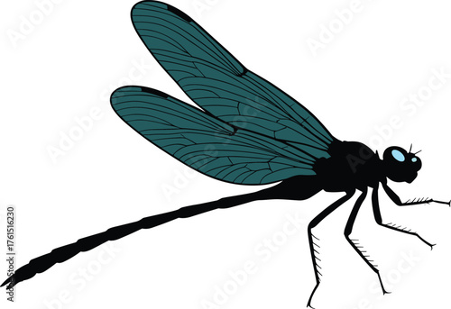 Dragonfly illustration, detailed insect drawing, entomology art, wing anatomy, biological study, nature design, scientific concept, educational insect figure