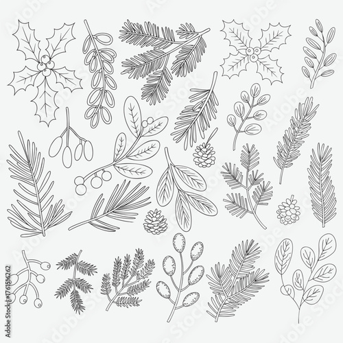 Hand- Drawn Winter Botanical Elements and Pine Cones nature plant
