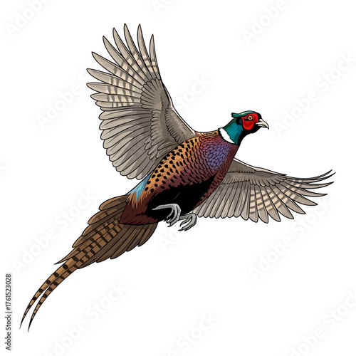 pheasant hunting illustration logo vector image t shirt