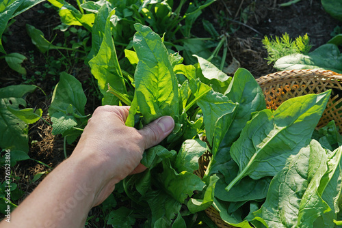 Picking spinach in a home garden. Bio spinach.