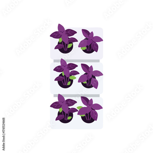 Flat of purple basil plants in a hydroponic system.