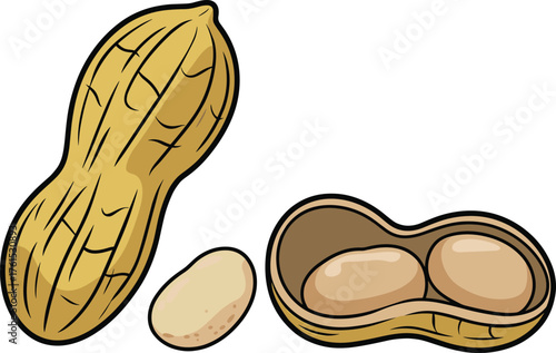 Peanut illustration, whole shell, shelled peanut, kernels, food anatomy, nut structure, educational vector, CAD drawing, flat vector illustration